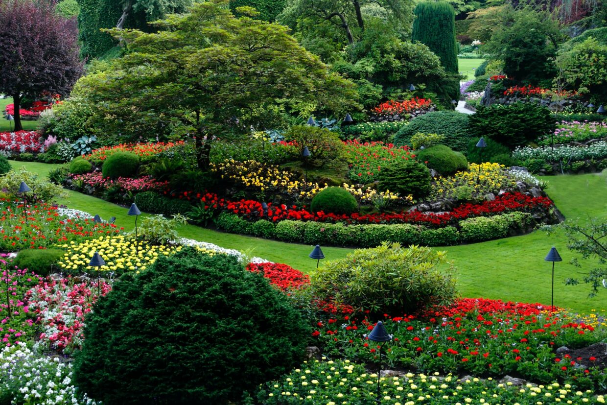 red and white flower garden